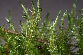 Attēlu rezultāti vaicājumam “Calliergon cordifolium”