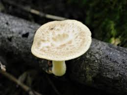 Attēlu rezultāti vaicājumam “Polyporus tubaeformis”