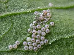 Attēlu rezultāti vaicājumam “Mamestra brassicae pupa”