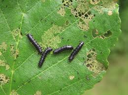 Attēlu rezultāti vaicājumam “Agelastica alni”