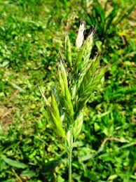 Attēlu rezultāti vaicājumam “Bromus hordeaceus subsp. hordaceus fruit”
