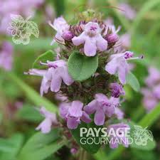 Attēlu rezultāti vaicājumam “Thymus serpyllum flower”