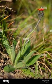 Attēlu rezultāti vaicājumam “Pilosella aurantiaca”