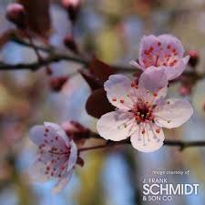 Attēlu rezultāti vaicājumam “Prunus (plum-tree) flower”