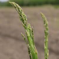 Attēlu rezultāti vaicājumam “Asparagus officinalis”