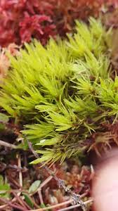 Attēlu rezultāti vaicājumam “Dicranum undulatum”