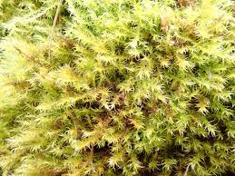 Attēlu rezultāti vaicājumam “Drepanocladus polygamus”