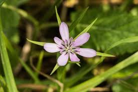 Attēlu rezultāti vaicājumam “Scorzonera humilis bud”