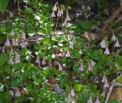 Attēlu rezultāti vaicājumam “Linnaea borealis”