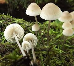 Attēlu rezultāti vaicājumam “Mycena”