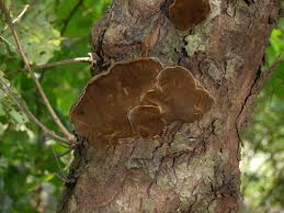 Attēlu rezultāti vaicājumam “Phellinus populicola”