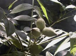 Attēlu rezultāti vaicājumam “Juglans cinerea fruit”