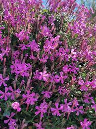 Image result for Silene schafta