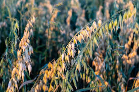 Attēlu rezultāti vaicājumam “Avena sativa”