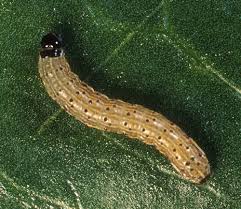 Attēlu rezultāti vaicājumam “Lepidoptera”