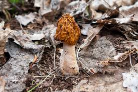 Attēlu rezultāti vaicājumam “Verpa bohemica”