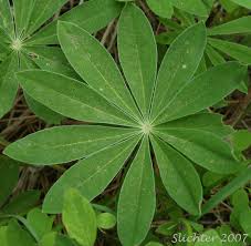 Attēlu rezultāti vaicājumam “Lupinus polyphyllus leaf”