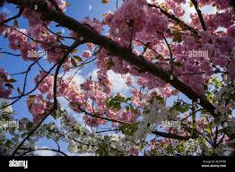 Attēlu rezultāti vaicājumam “Prunus padus var. roseiflora flower”