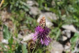 Attēlu rezultāti vaicājumam “Boloria titania”