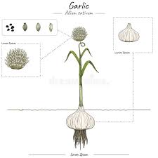 Attēlu rezultāti vaicājumam “Allium sativum fruit”