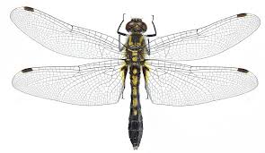 Attēlu rezultāti vaicājumam “Leucorrhinia caudalis male”