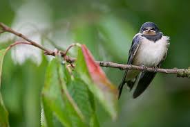 Attēlu rezultāti vaicājumam “Hirundo rustica juvenile”
