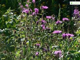 Attēlu rezultāti vaicājumam “Centaurea phrygia bud”
