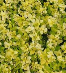 Attēlu rezultāti vaicājumam “Origanum vulgare leaf”