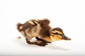 Attēlu rezultāti vaicājumam “Anas platyrhynchos juvenile”