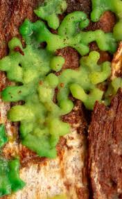 Attēlu rezultāti vaicājumam “Diderma spumarioides plasmodium”