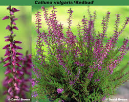 Attēlu rezultāti vaicājumam “Calluna vulgaris bud”