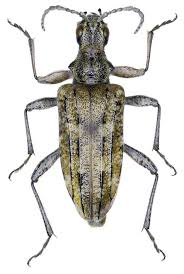 Attēlu rezultāti vaicājumam “Rhagium inquisitor”