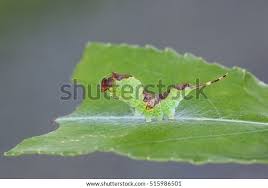 Attēlu rezultāti vaicājumam “Furcula bifida”