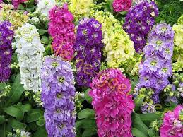 Image result for Levkoje