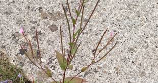 Attēlu rezultāti vaicājumam “Epilobium montanum flower”