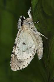 Attēlu rezultāti vaicājumam “Acronicta cuspis”