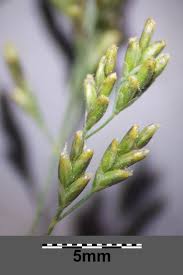 Attēlu rezultāti vaicājumam “Puccinellia distans”