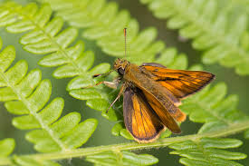 Attēlu rezultāti vaicājumam “Ochlodes sylvanus underside”