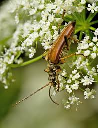 Attēlu rezultāti vaicājumam “Stenocorus meridianus”