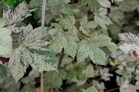 Attēlu rezultāti vaicājumam “Acer pseudoplatanus”