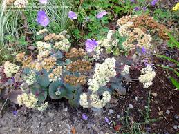 Attēlu rezultāti vaicājumam “Hylotelephium maximum flower”