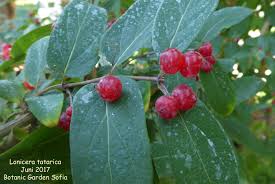 Attēlu rezultāti vaicājumam “Lonicera tatarica fruit”