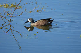 Image result for Anas discors