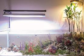 Attēlu rezultāti vaicājumam “Conardia compacta macro”