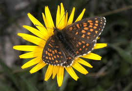 Attēlu rezultāti vaicājumam “Mellicta athalia upperside”