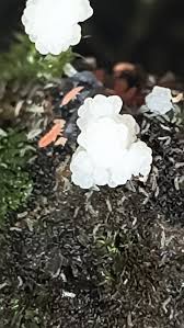 Attēlu rezultāti vaicājumam “Hemitrichia decipiens var. hemitrichoides spores”