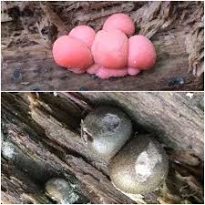 Attēlu rezultāti vaicājumam “Lycogala persicum young”