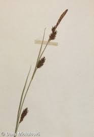 Attēlu rezultāti vaicājumam “Carex hostiana”