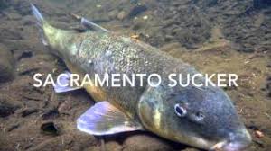 Image result for Mylopharodon conocephalus