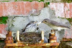 Attēlu rezultāti vaicājumam “Muscicapa striata juvenile”